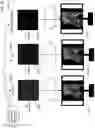 Fig. 34 - Method of modifying ray tracing samples after rendering and before rasterizing