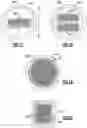 Fig. 11 - SYSTEMS, DEVICES AND METHODS RELATED TO SHIELDED MODULES