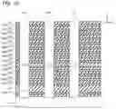 Fig. 11 - Semiconductor memory device having a plurality of first semiconductor films