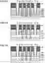 Fig. 08 - Semiconductor memory device including a pillar-shaped channel penetrating a stacked body