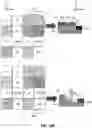 Fig. 19 - PIXEL CELL WITH MULTIPLE PHOTODIODES