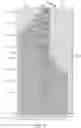 Fig. 05 - LIGHT EMITTING DEVICE