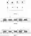 Fig. 06 - Display panel including image points arranged in rectangular grid and display device