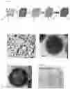 Fig. 02 - Electrically conductive porous particle