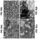 Fig. 10 - Solid-State Li-S Batteries and Methods of Making Same