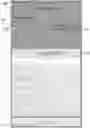 Fig. 01 - LIVE VIDEO-CHAT FUNCTION WITHIN TEXT MESSAGING ENVIRONMENT