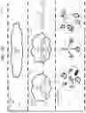 Fig. 03 - Maintaining latency in TCP loss-insensitive congestion control mechanisms
