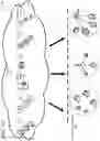 Fig. 02 - INTELLIGENT SCHEDULING OF A WIRELESS NETWORK FOR A BACKHAUL