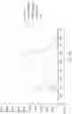 Fig. 29 - Light source apparatus and display apparatus