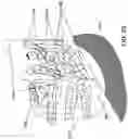Fig. 31 - Methods for pruning fruit plants