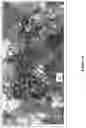 Fig. 04 - Vine growing management method and apparatus with autonomous vehicles