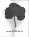 Fig. 01 - Melon variety NUN 76207 MEM