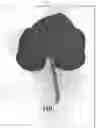 Fig. 03 - Melon variety NUN 76207 MEM