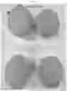 Fig. 05 - Melon variety NUN 76207 MEM