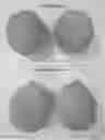 Fig. 01 - Melon variety NUN 76267 MEM