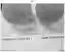 Fig. 04 - Melon variety NUN 76267 MEM