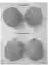 Fig. 05 - Melon variety NUN 76267 MEM