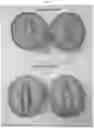 Fig. 06 - Melon variety NUN 76267 MEM
