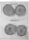 Fig. 07 - Melon variety NUN 76267 MEM