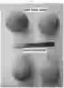 Fig. 04 - Melon variety NUN 76307 MEM