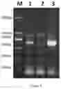 Fig. 04 - Genetically engineered non-human mammal, construction method therefor and use thereof