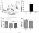 Fig. 11 - Genetically engineered non-human mammal, construction method therefor and use thereof