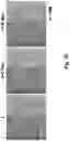 Fig. 04 - CRYOPRESERVATION METHOD OF BIOLOGICAL SPECIMEN