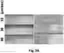 Fig. 05 - CRYOPRESERVATION METHOD OF BIOLOGICAL SPECIMEN