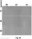 Fig. 06 - CRYOPRESERVATION METHOD OF BIOLOGICAL SPECIMEN