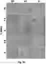 Fig. 09 - CRYOPRESERVATION METHOD OF BIOLOGICAL SPECIMEN