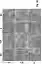 Fig. 12 - CRYOPRESERVATION METHOD OF BIOLOGICAL SPECIMEN