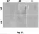 Fig. 14 - CRYOPRESERVATION METHOD OF BIOLOGICAL SPECIMEN