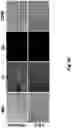 Fig. 16 - CRYOPRESERVATION METHOD OF BIOLOGICAL SPECIMEN