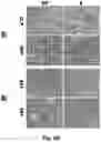 Fig. 17 - CRYOPRESERVATION METHOD OF BIOLOGICAL SPECIMEN