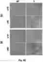 Fig. 18 - CRYOPRESERVATION METHOD OF BIOLOGICAL SPECIMEN