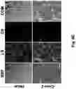 Fig. 19 - CRYOPRESERVATION METHOD OF BIOLOGICAL SPECIMEN