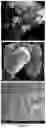 Fig. 04 - Nitrite microencapsulation, and uses of microencapsulated nitrite in the manufacture of pest baits