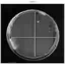 Fig. 07 - Antimicrobial compositions and related methods of use