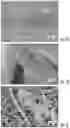 Fig. 02 - ANTIFUNGAL COMPOSITIONS AND METHODS OF USE THEREOF