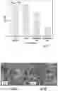 Fig. 03 - ANTIFUNGAL COMPOSITIONS AND METHODS OF USE THEREOF