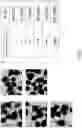 Fig. 02 - Lactobacillus composition for inhibiting gastritis induced by gastric helicobacter pylori and use thereof