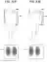 Fig. 20 - RADIATION IMAGING SYSTEM