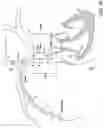Fig. 17 - APPARATUS AND METHOD FOR ENDOVASCULAR DEVICE GUIDING AND POSITIONING USING PHYSIOLOGICAL PARAMETERS