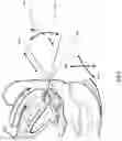 Fig. 05 - Apparatus and method for biopsy and therapy
