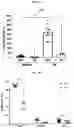 Fig. 07 - Methods and compositions targeting lung microbiota and its responding immune pathways for lung cancer treatment