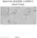Fig. 14 - Lipid formulations for delivery of messenger RNA