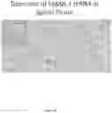 Fig. 15 - Lipid formulations for delivery of messenger RNA