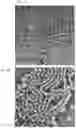 Fig. 05 - Self-assembled particles for targeted delivery of immunomodulators to treat autoimmunity and cancer