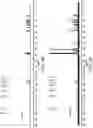 Fig. 04 - COMPOSITIONS AND METHODS RELATING TO REDUCED MUCOADHESION