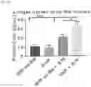 Fig. 05 - Bacterial membrane nanoparticles as an immunotherapy system for cancer treatment